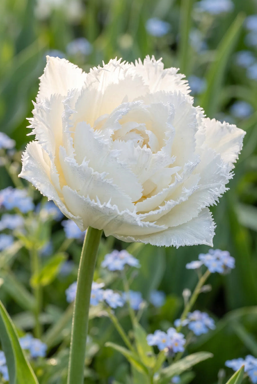 Tulipa Snow Crystal — sfeerbeeld