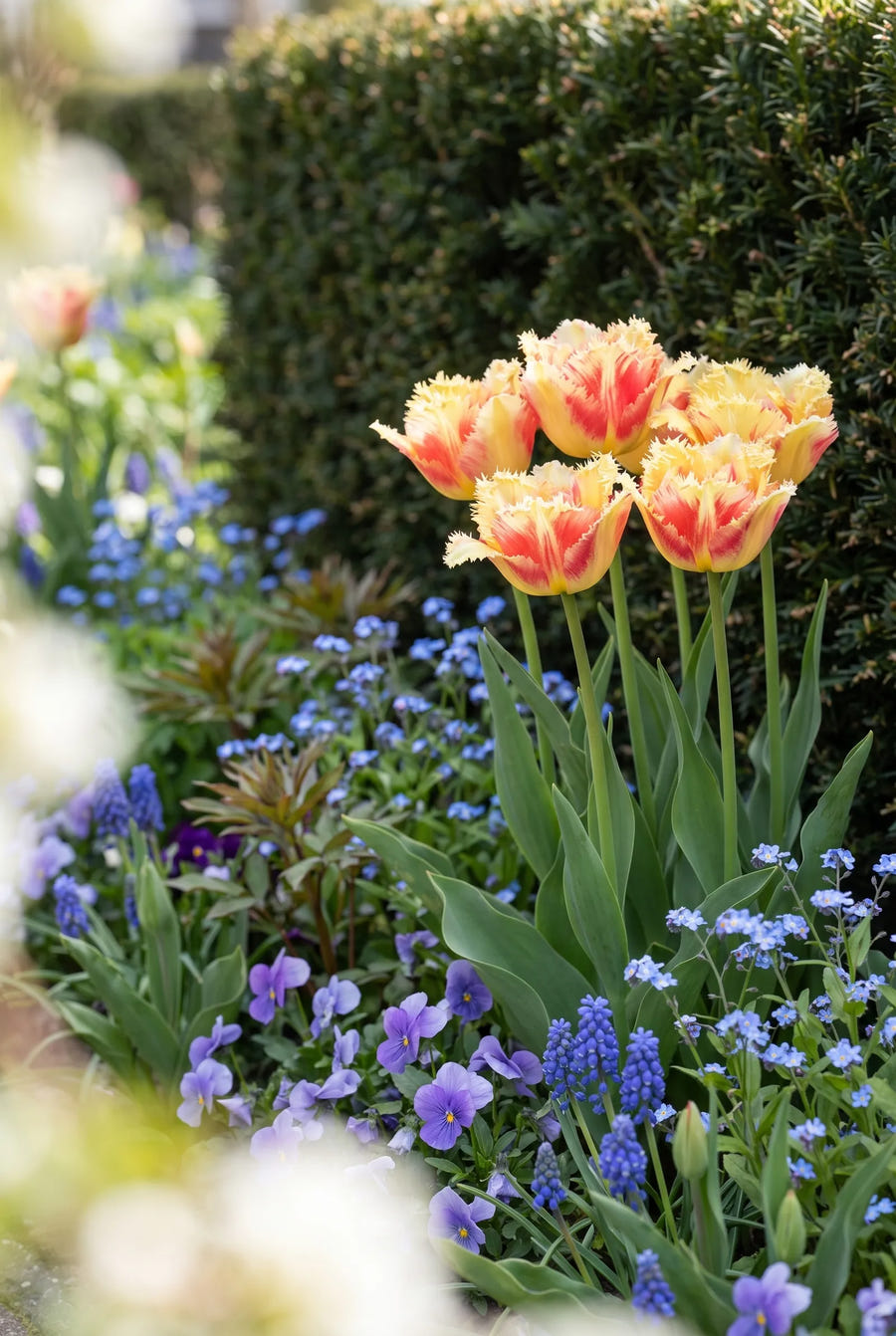 Tulipa Vaya Con Dios — in de border