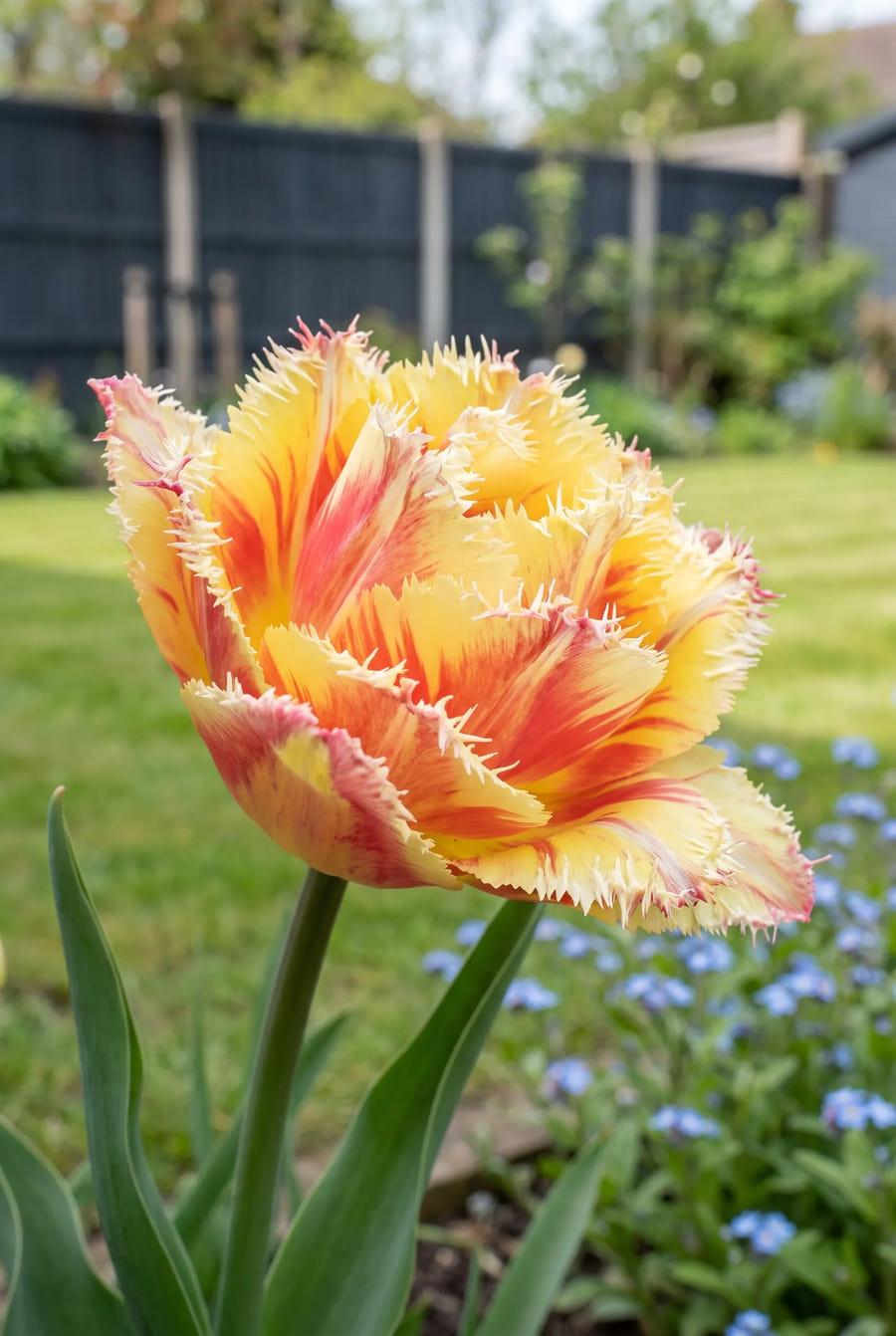 Tulipa Vaya Con Dios — close-up van de bloem