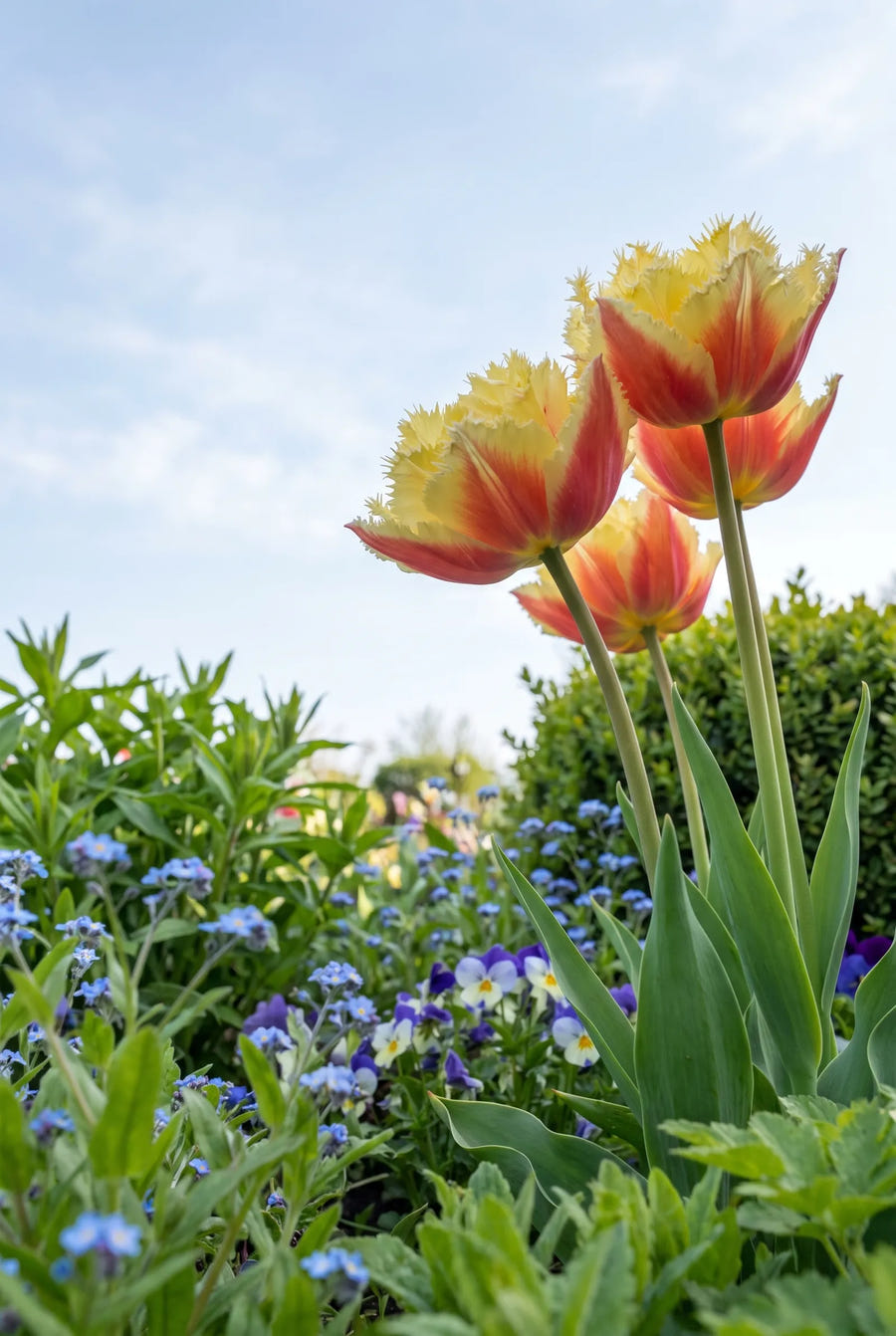 Tulipa Vaya Con Dios — in de tuin