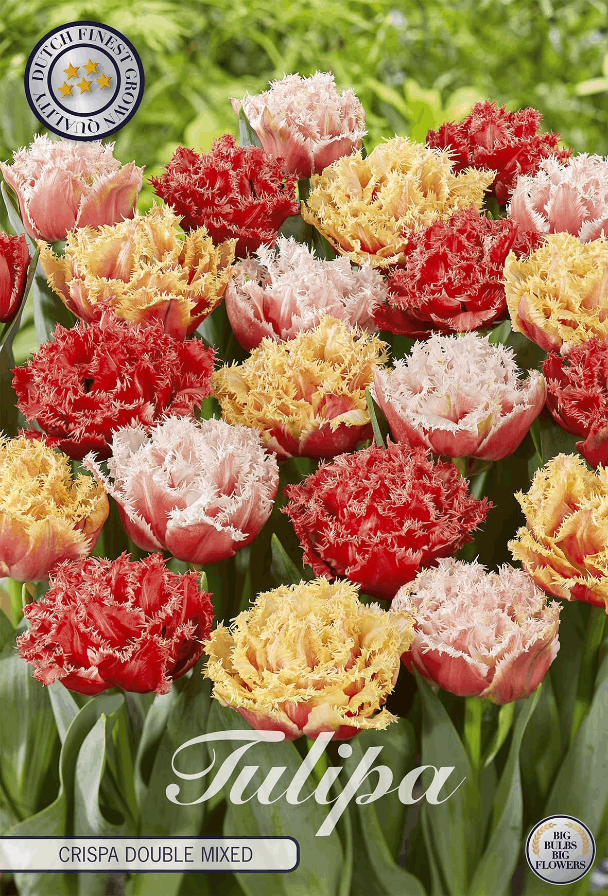 Tulipa Crispa Dubbel Gemengd