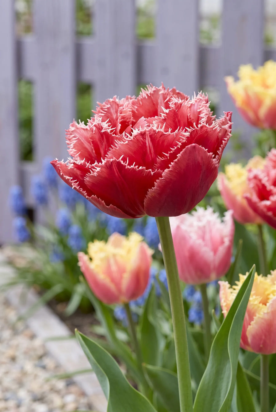 Tulipa Crispa Double Mixed — close-up van de bloem