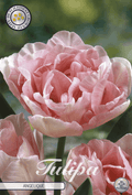 Tulp Engel