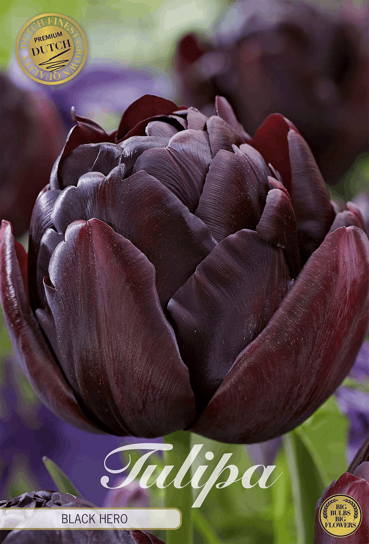 Tulp Zwarte Held