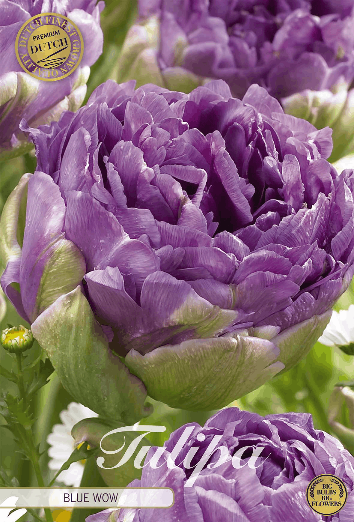Tulipa Blue Wow premium - BLOM Garden capper image