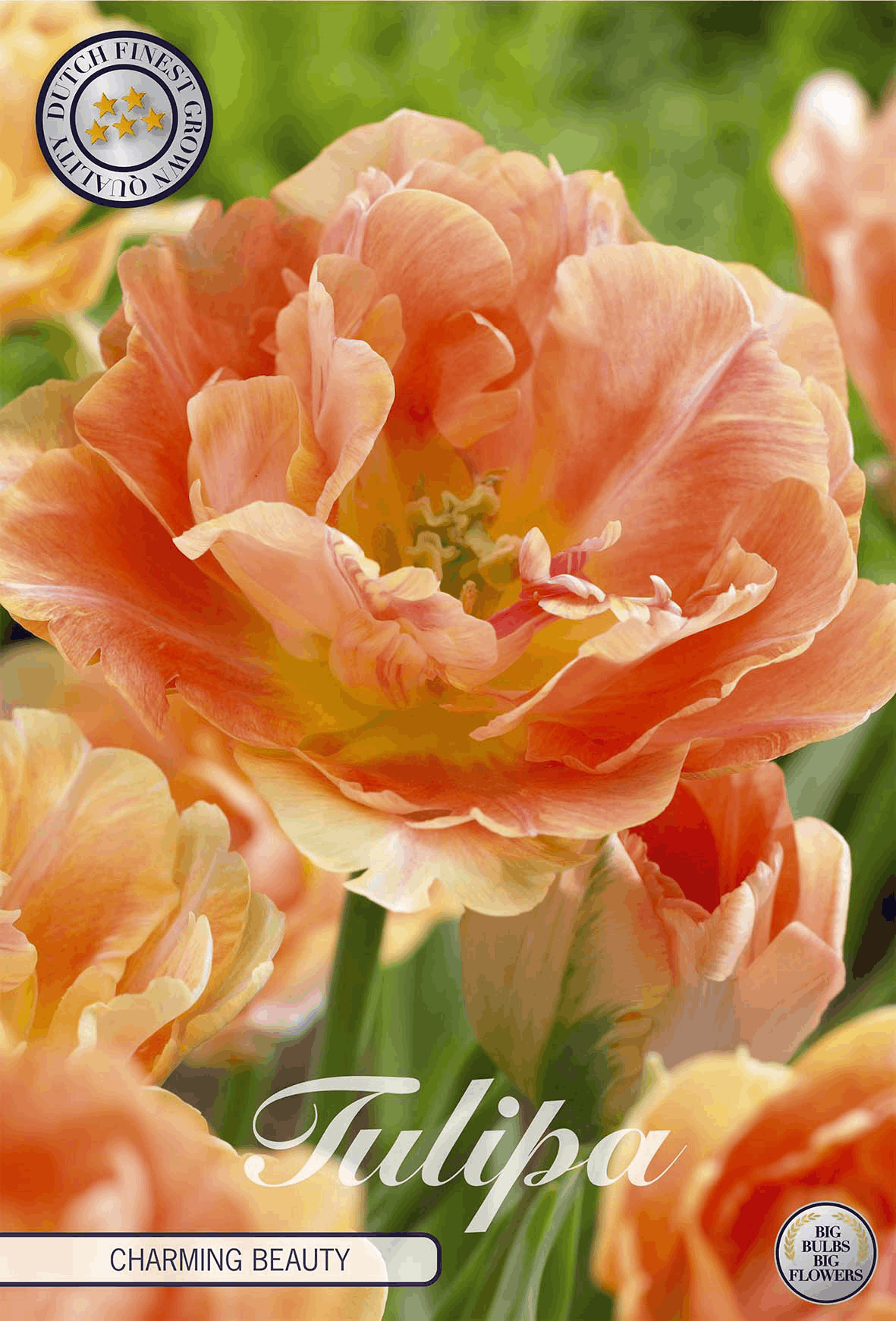 Tulipa Charmante Schoonheid