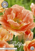 Tulipa Charmante Schoonheid