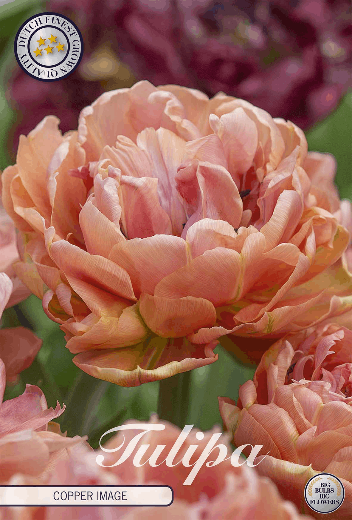 Tulipa koperen afbeelding
