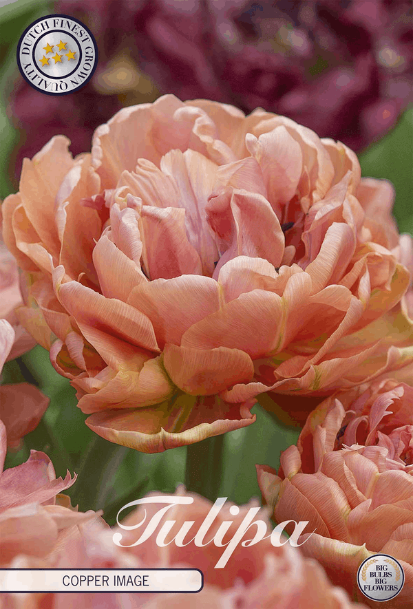 Tulipa Copper Image
