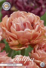 Tulipa koperen afbeelding