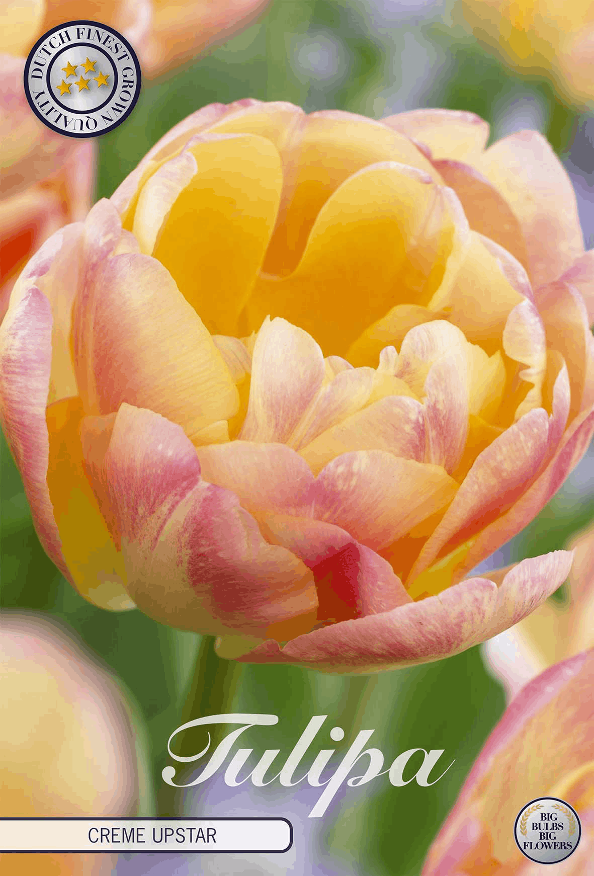 Tulipa Crème Upstar