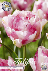 Tulipa Dubbele Shake