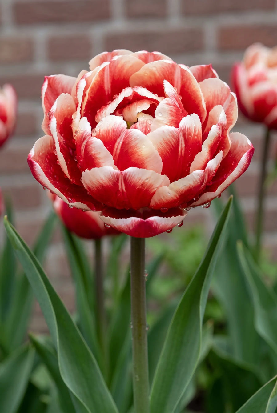 Tulipa Drumline — close-up van de bloem