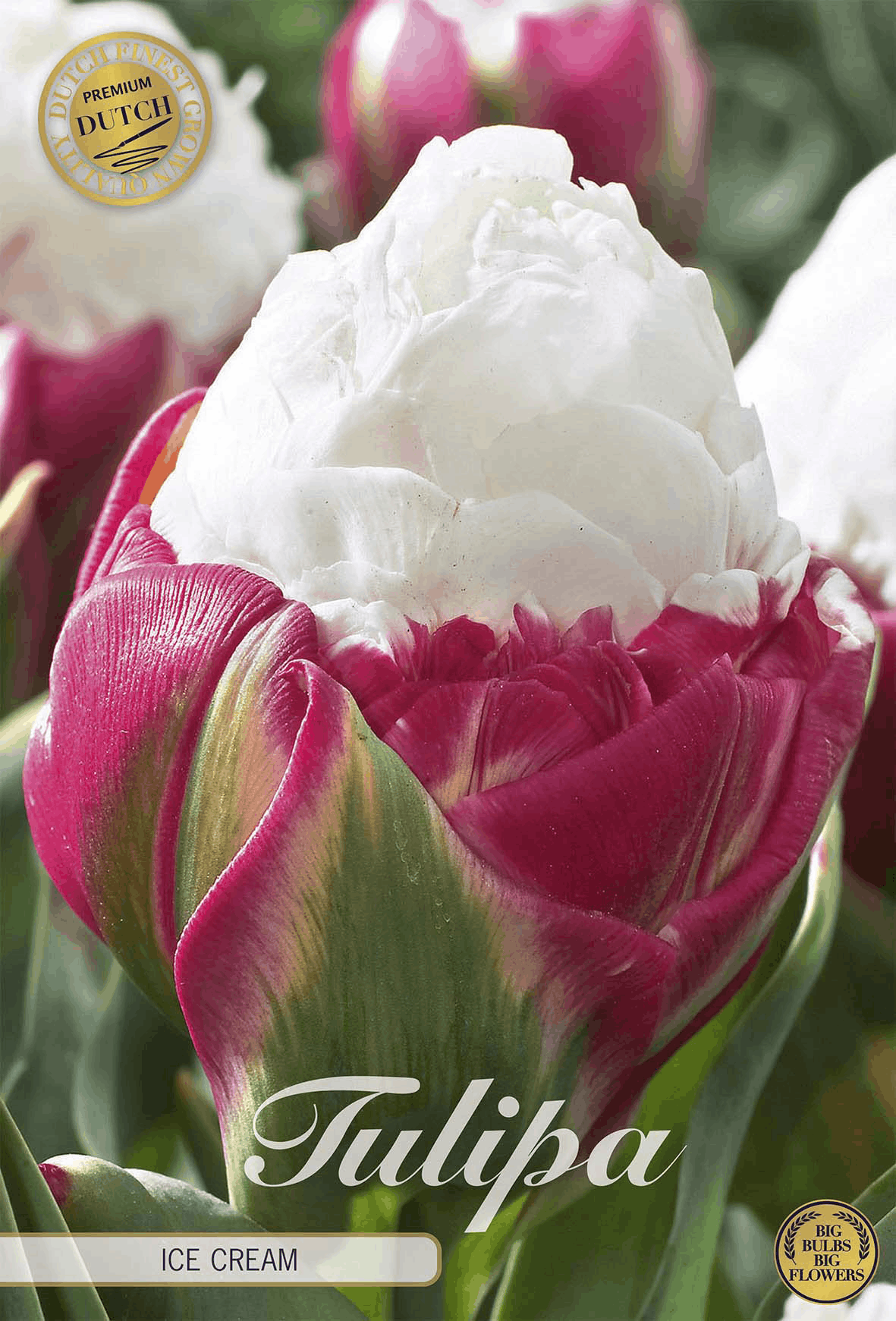 Tulipa-ijs