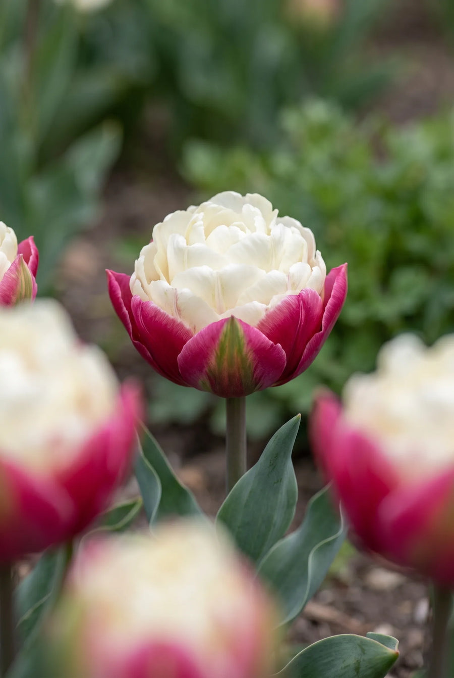 Tulipa Ice Cream — close-up van de bloem