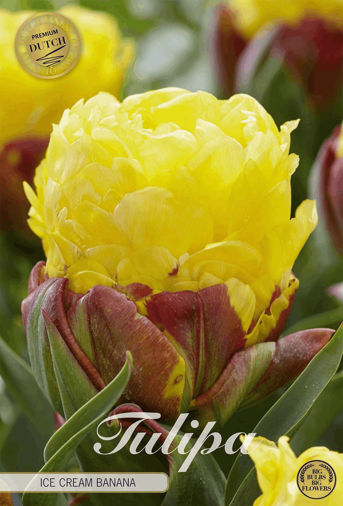 Tulipa IJs met Banaan