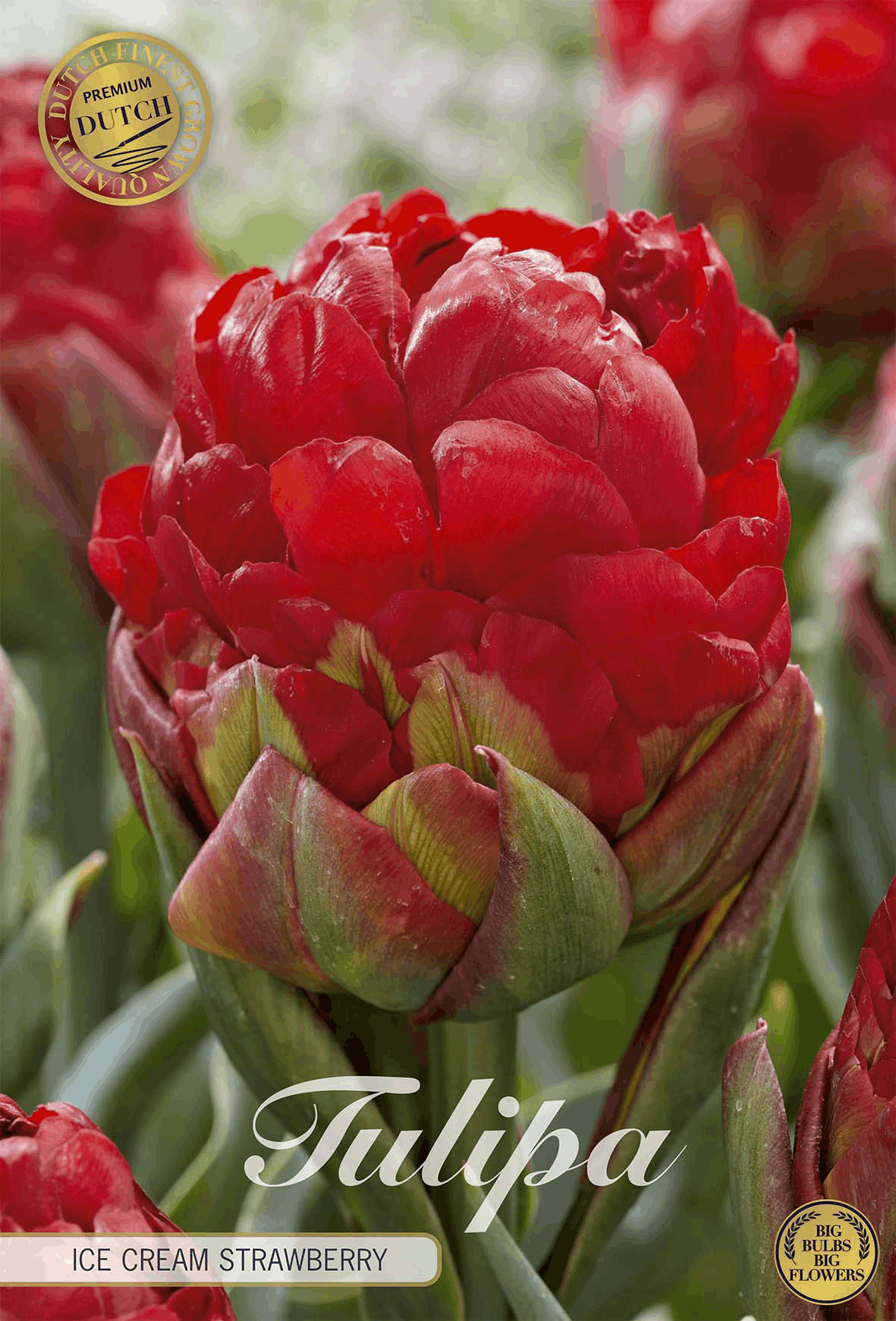 Tulipa Aardbeienijs