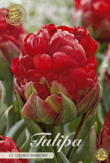 Tulipa Aardbeienijs