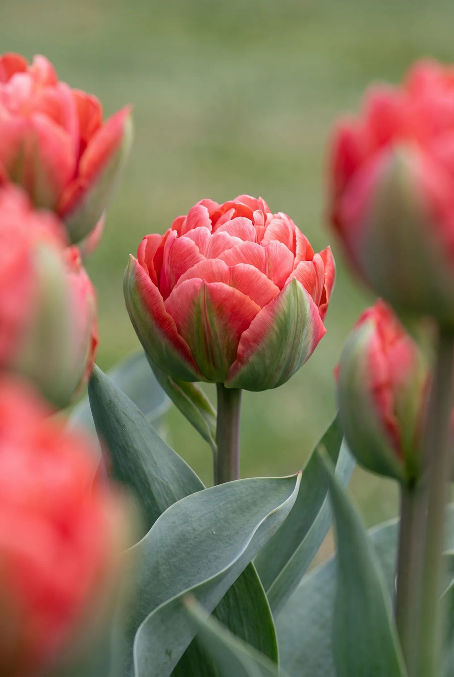 Tulipa Ice Cream Strawberry — close-up van de bloem