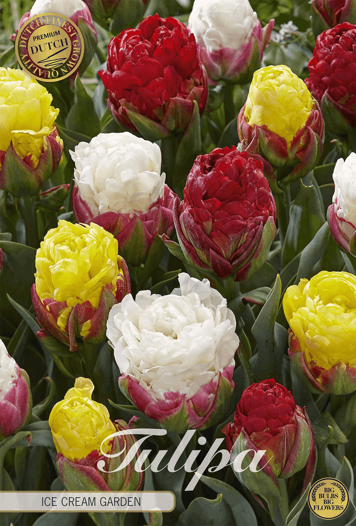 Tulp Ice Cream Garden