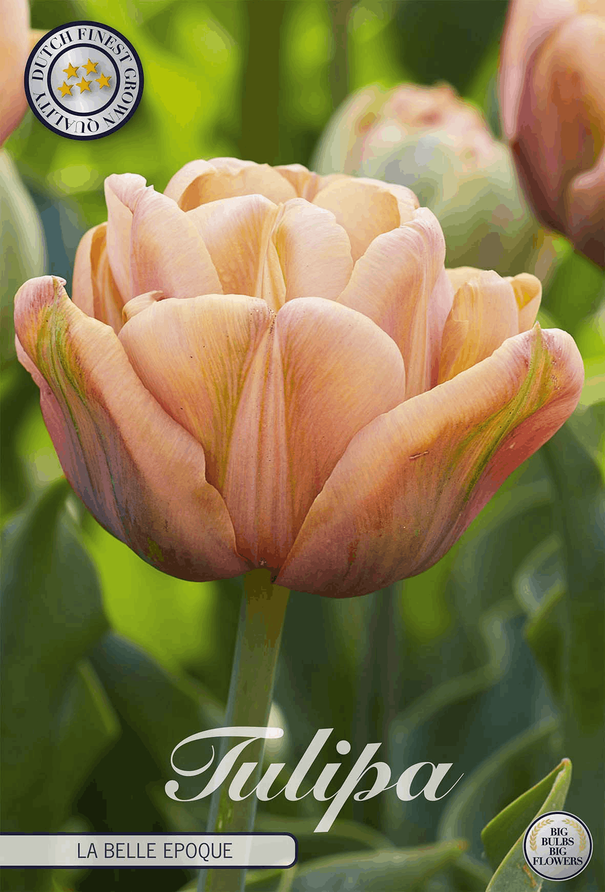 Tulipa La Belle Epoque