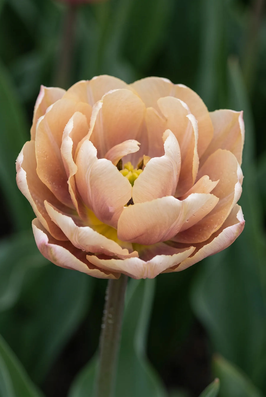 Tulipa La Belle Epoque — close-up van de bloem