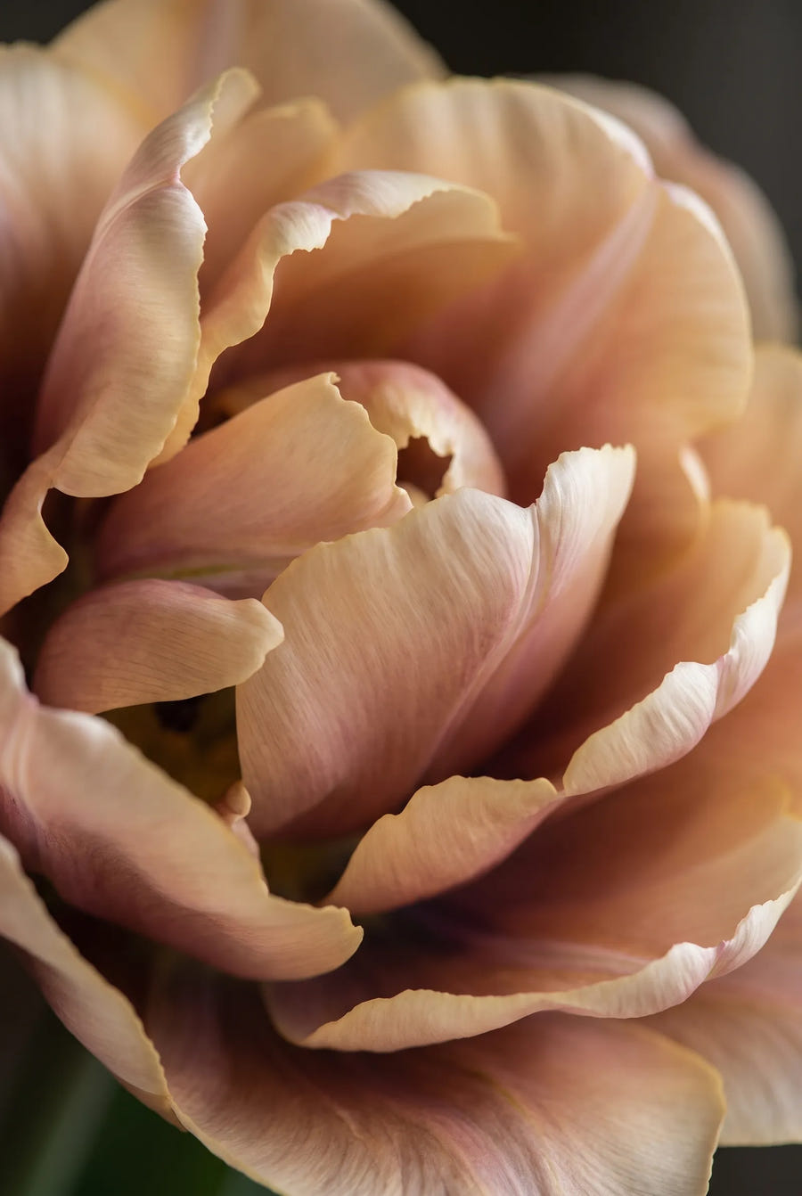 Tulipa La Belle Epoque — sfeerbeeld