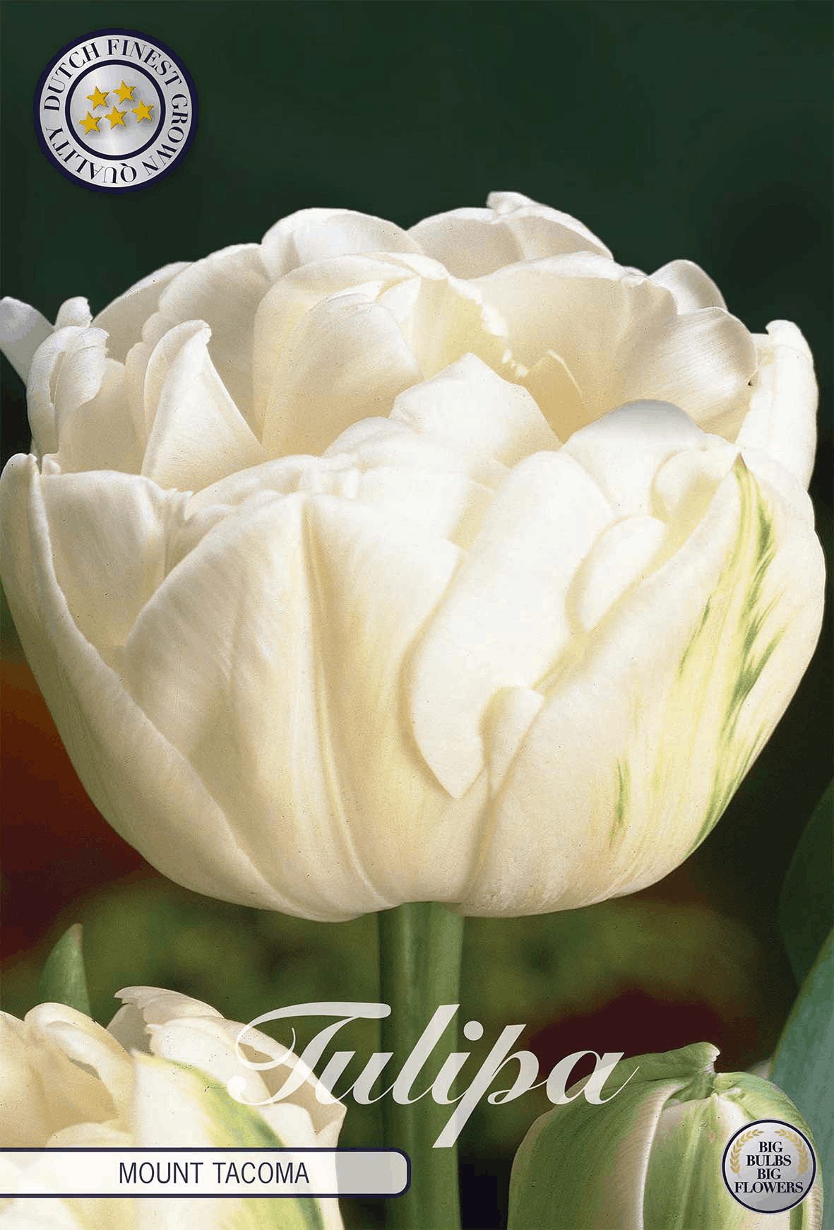 Tulpenberg Tacoma