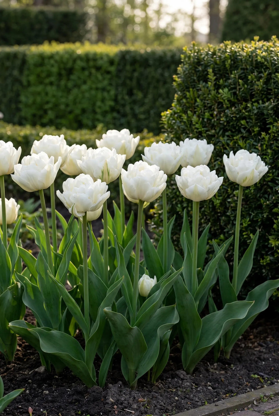 Tulipa Mount Tacoma — groep in de tuinborder