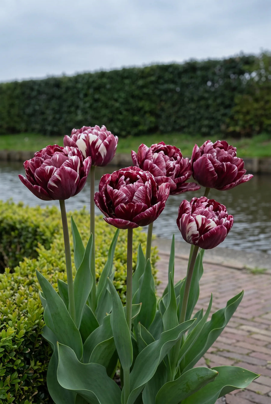 Tulipa Nachtwacht — in de border