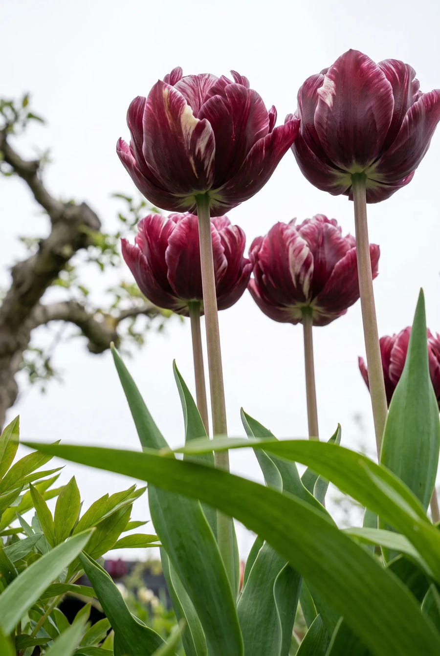 Tulipa Nachtwacht — in de tuin
