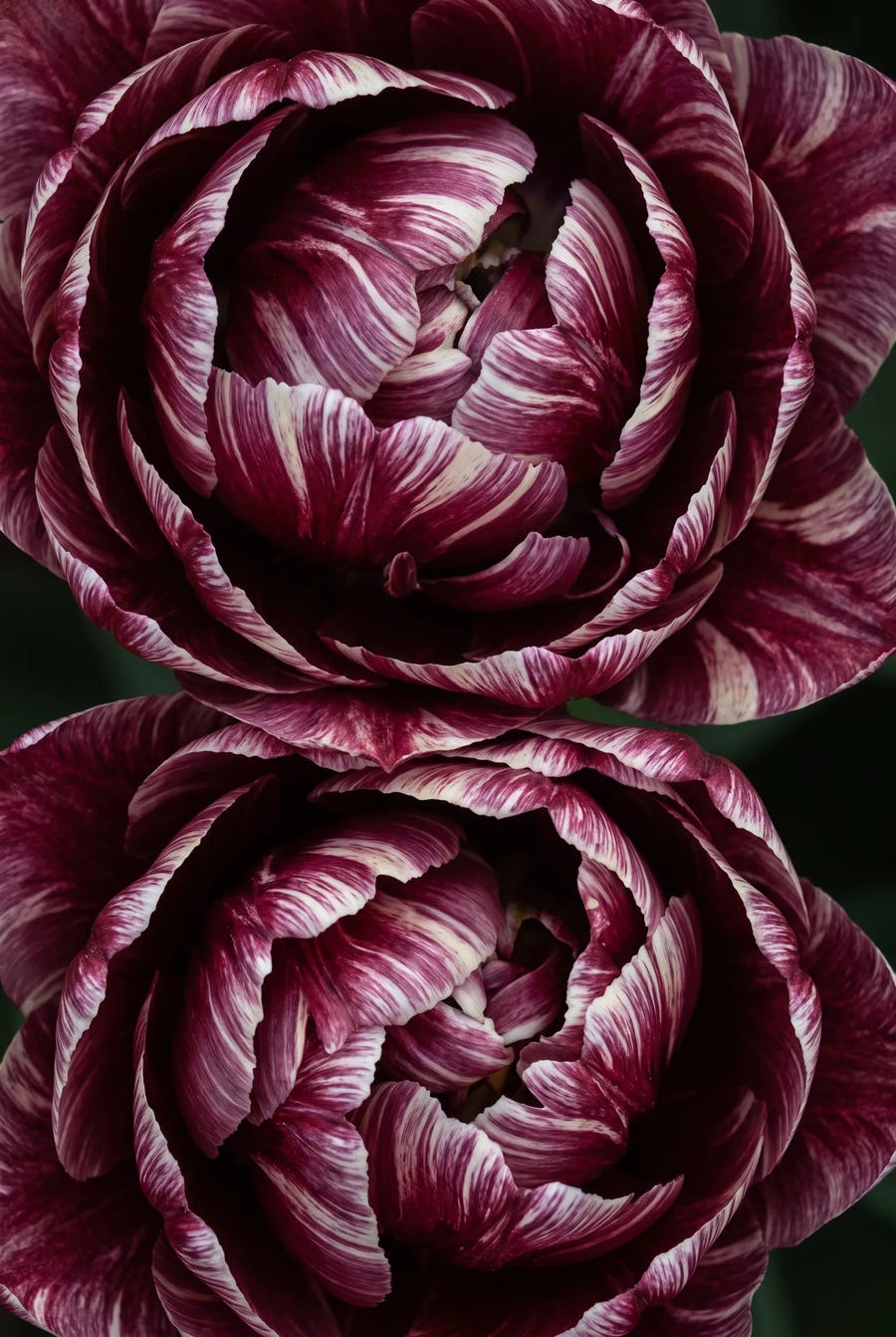 Tulipa Nachtwacht — sfeerbeeld