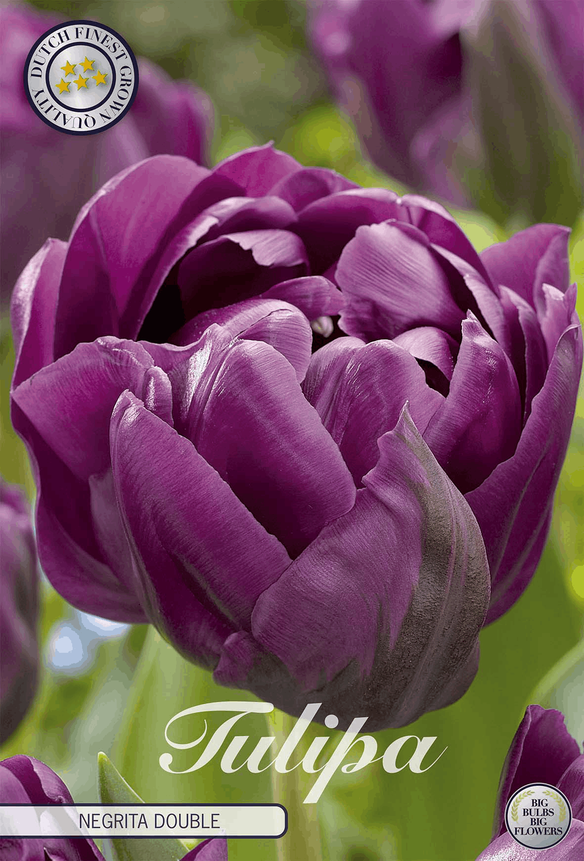 Tulipa Negrita Double