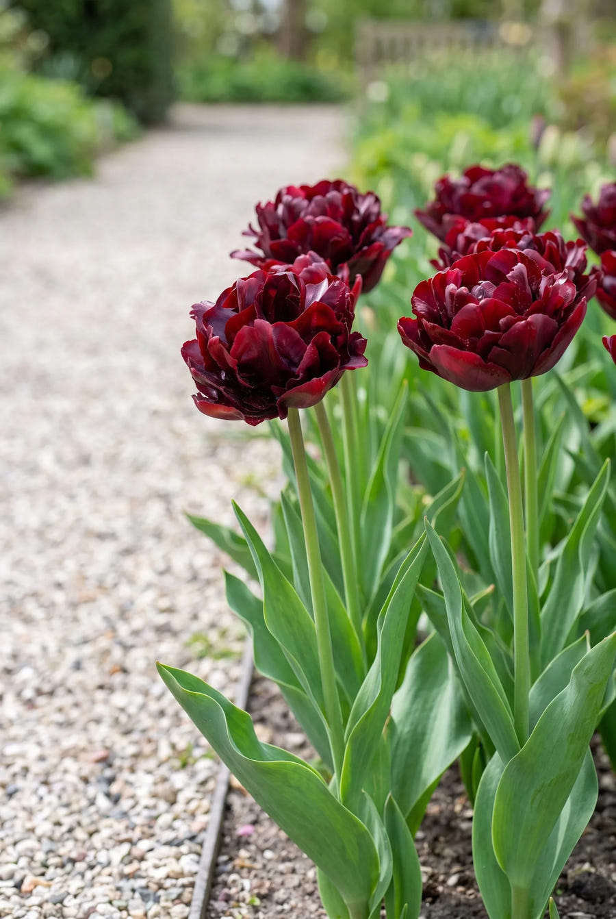 Tulipa Palmyra — in de border