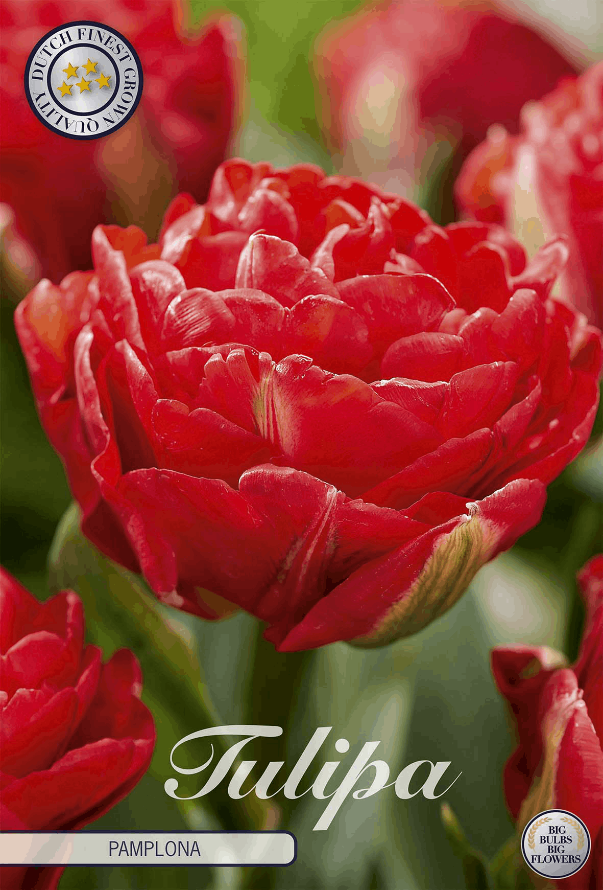 Tulp Pamplona