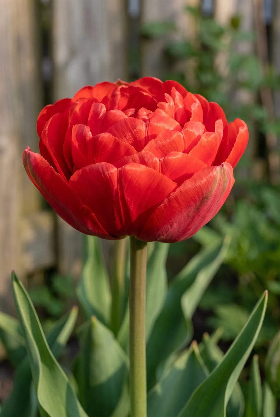 Tulipa Pamplona — close-up van de bloem