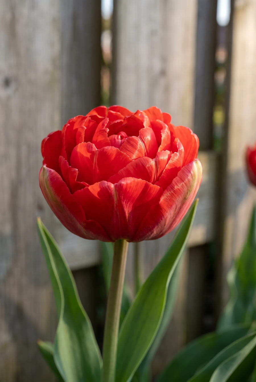Tulipa Pamplona — sfeerbeeld