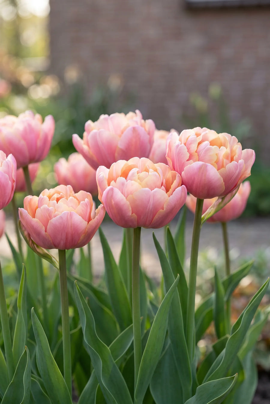 Tulipa Pink Star — in de tuin