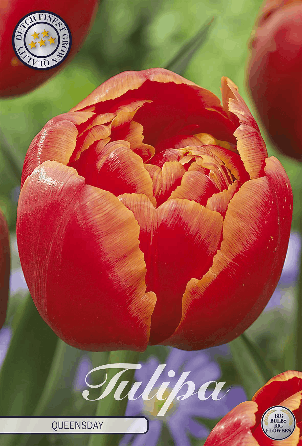 Tulp Koninginnedag