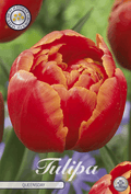 Tulp Koninginnedag