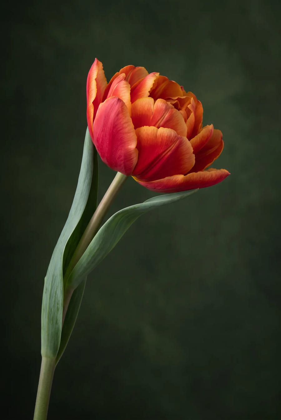 Tulipa Queensday — sfeerbeeld
