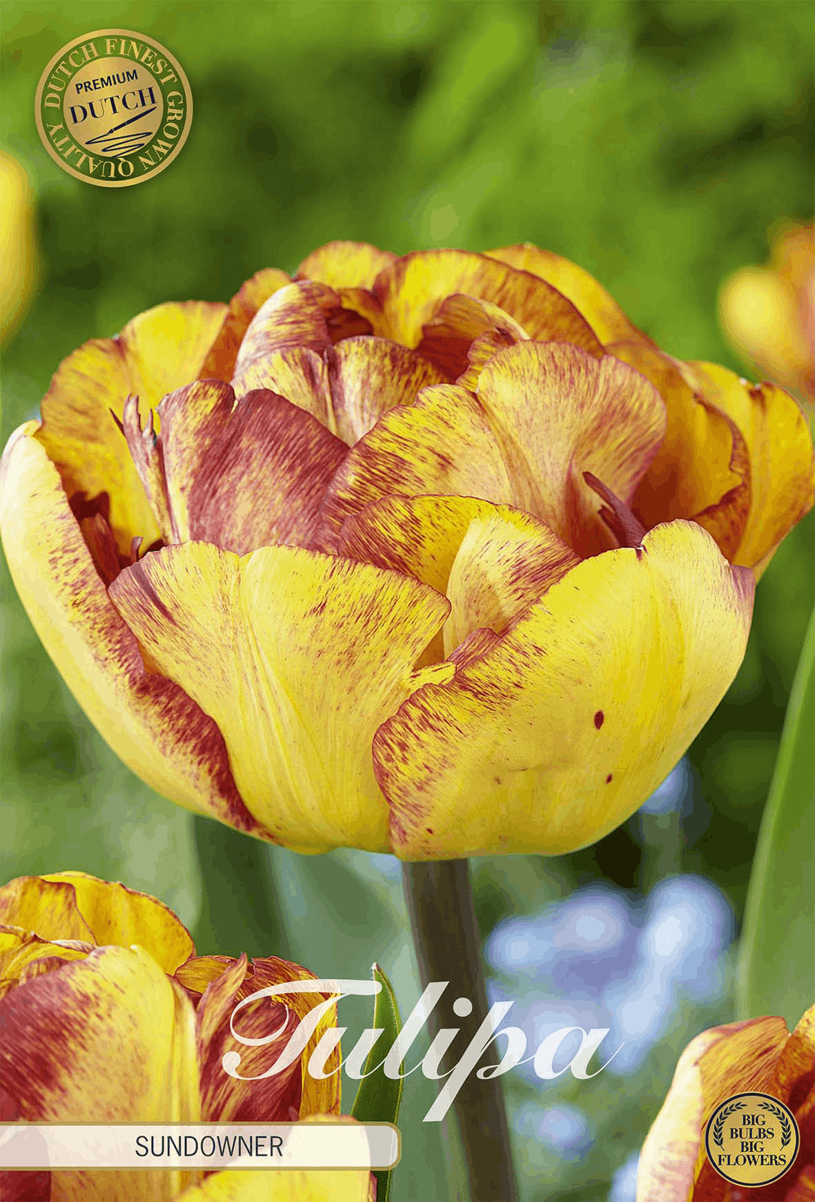 Tulpenzonsondergang