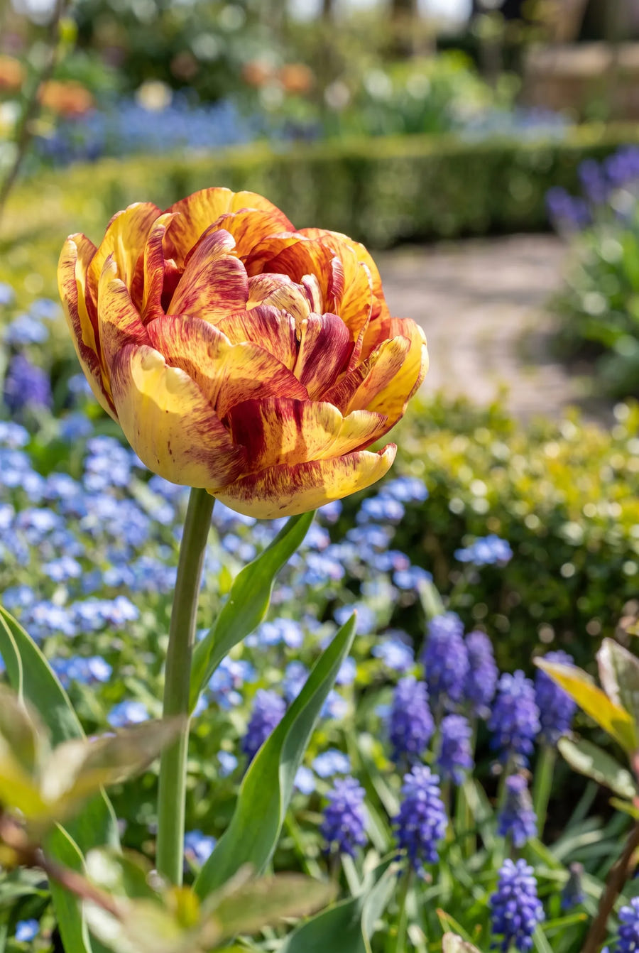 Tulipa Sundowner — close-up van de bloem