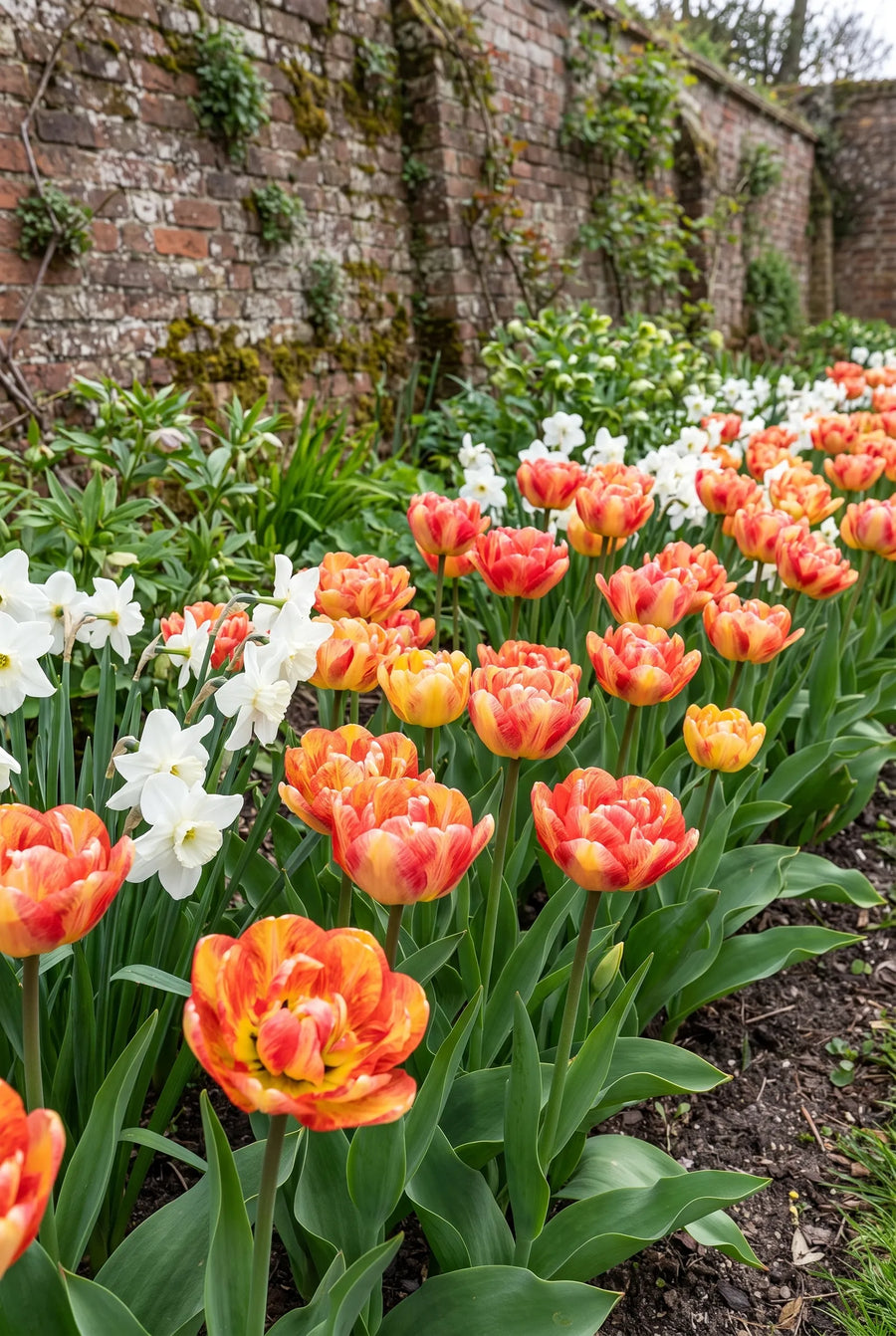 Tulipa Sundowner — groep in de tuinborder