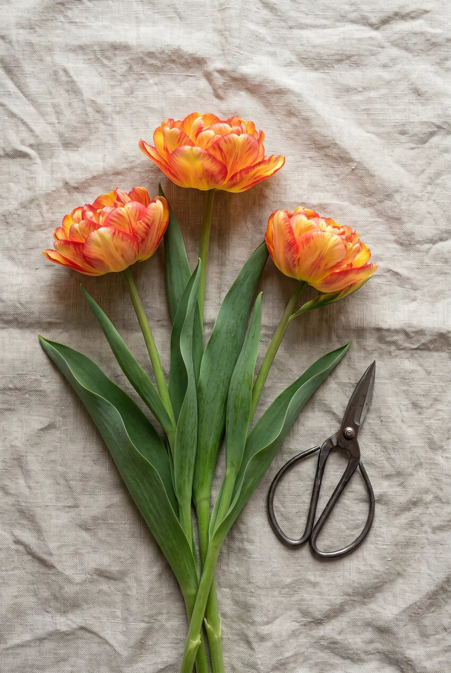 Tulipa Sundowner — sfeerbeeld
