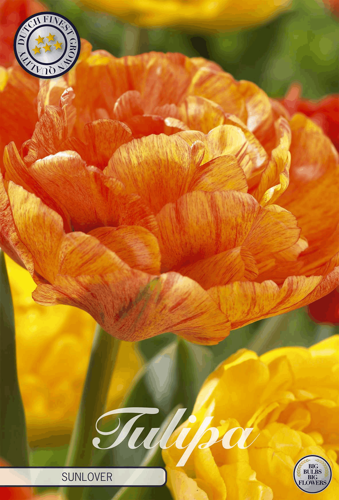 Tulp Zonliefhebber