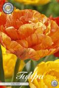 Tulp Zonliefhebber
