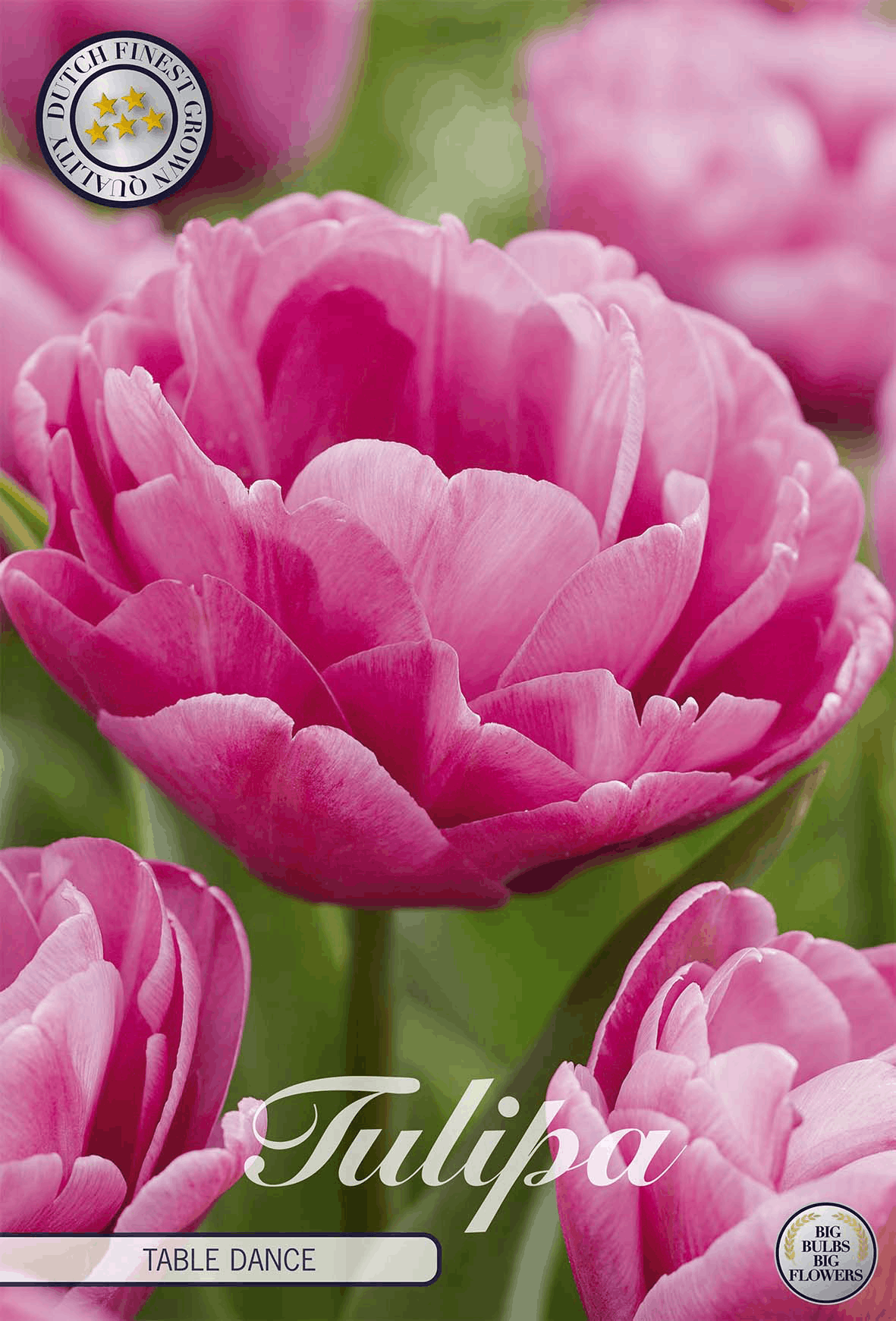 Tulpen Tafeldans