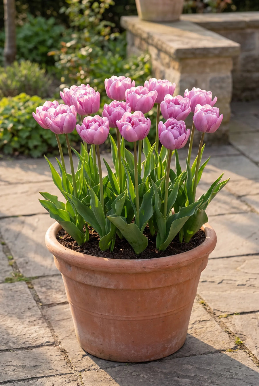 Tulipa Table Dance — in pot op terras
