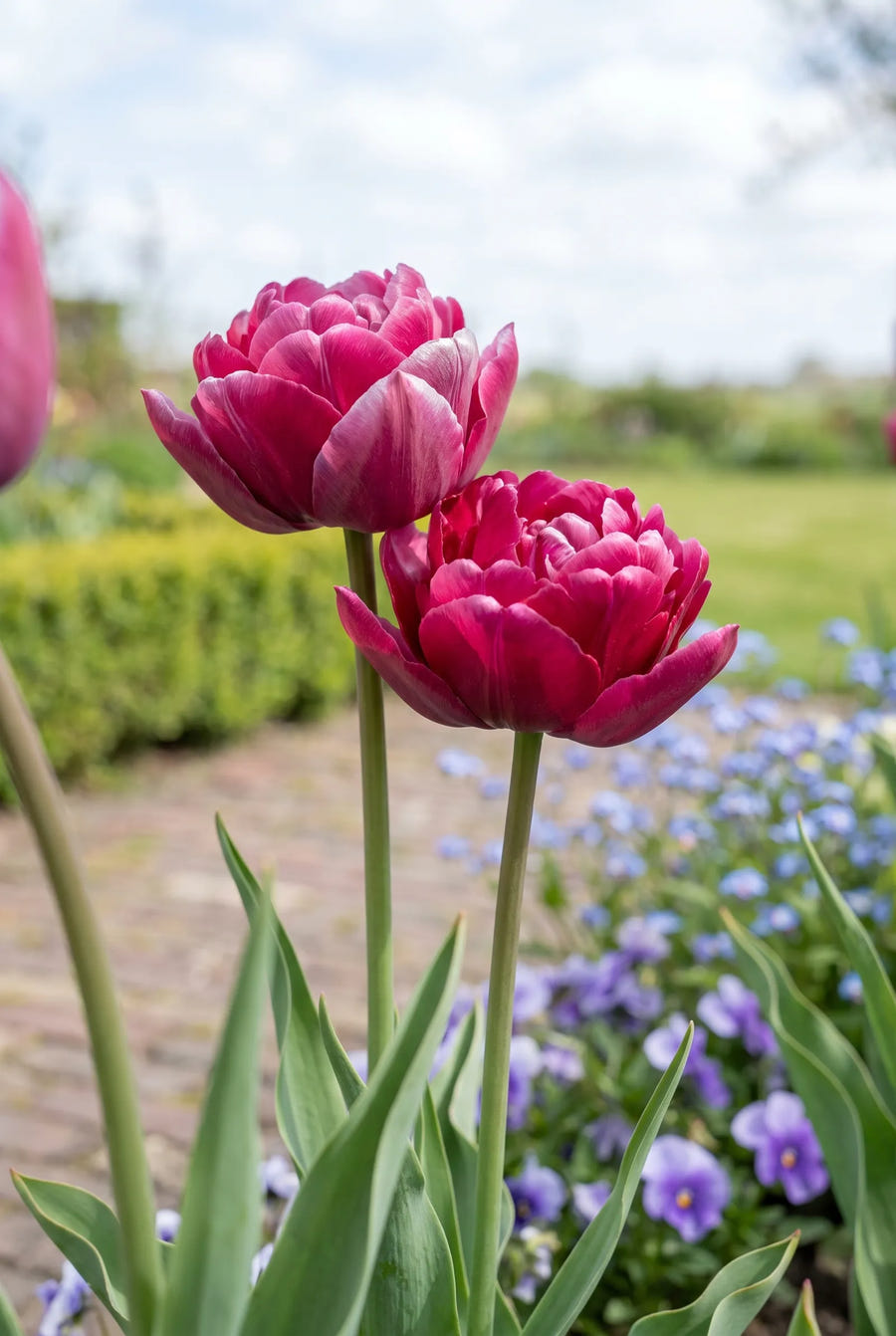 Tulipa World Bowl — close-up van de bloem